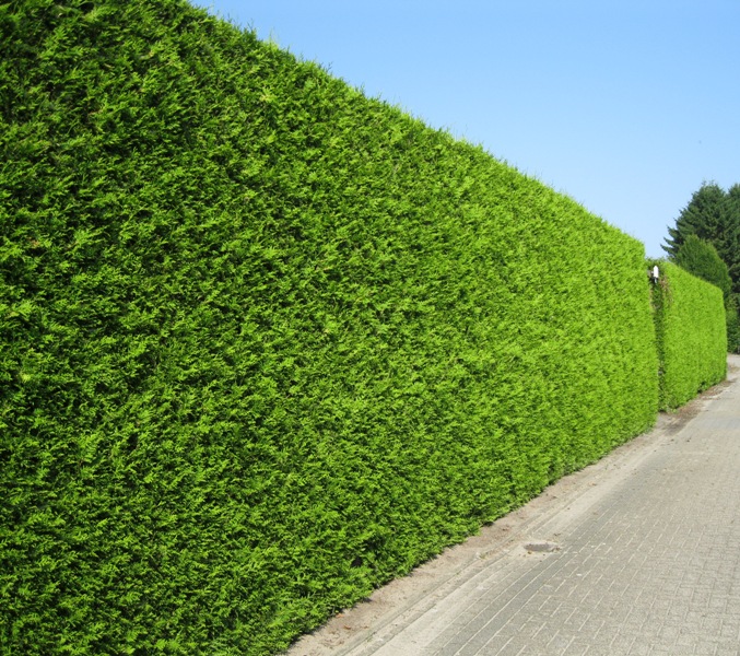 Thuja occ. "Brabant" - Nordpflanzen Ramaker GbR