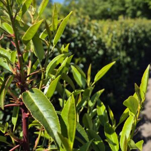 Portugiesischer Kirschlorbeer Prunus lusit. "Angustifolia"